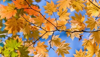 "ОСЕННИЙ ШОУ-ЭКСПРЕСС" конкурсная  развлекательная программа для молодёжи.